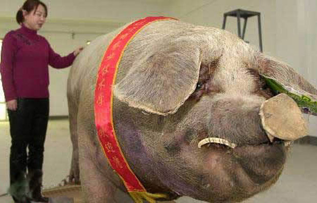 Biggest-pig-world Biggest-pig-world