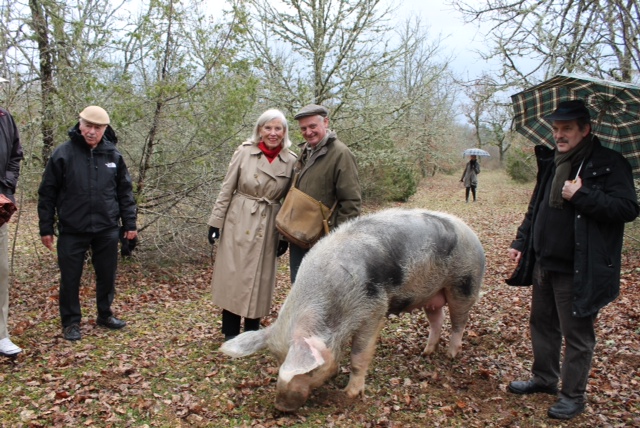 Truffle hunting pig Truffle-hunting-pig.jpg