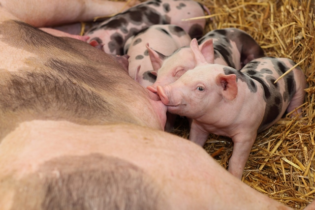 piglets-feeding-farm piglets-feeding-farm.jpg